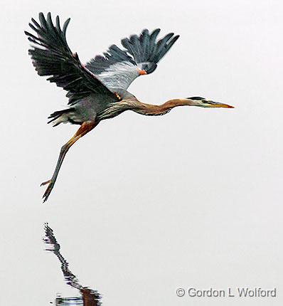 Heron In Foggy Flight_24427.jpg - Great Blue Heron (Ardea herodias) photographed along the Rideau Canal Waterway near Crosby, Ontario, Canada.